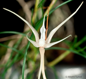 Angraecum linearifolium