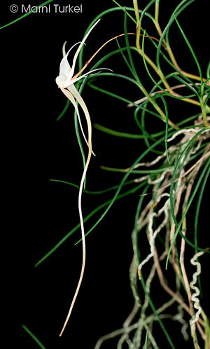 Angraecum linearifolium