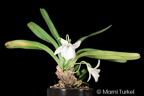 Angraecum magdalenae