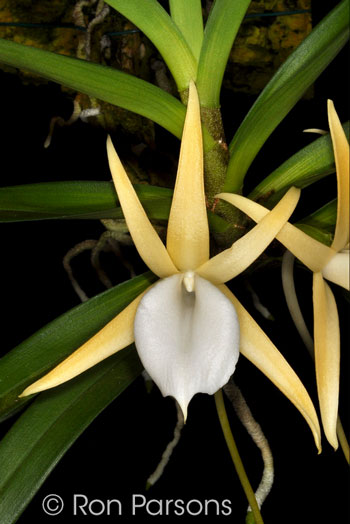 Angraecum obesum