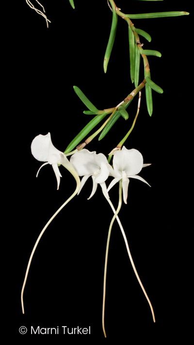 Angraecum scottianum