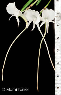 Angraecum scottianum