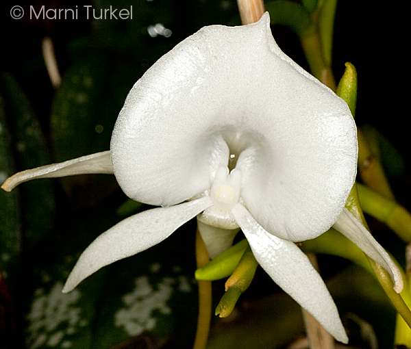 Angraecum scottianum