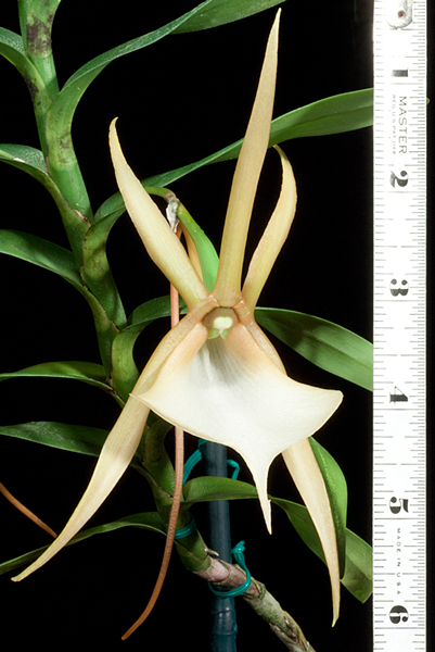 Pod Parent: Angraecum vigueiri 5/05