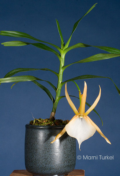 Pod Parent: Angraecum vigueiri 'Heather'