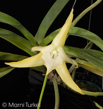 Angraecum bosseri 'Stony Point'