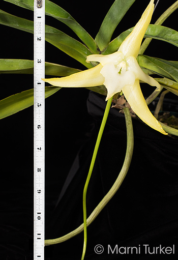 Angraecum bosseri 'Stony Point'