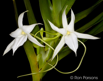 Angraecum sororium