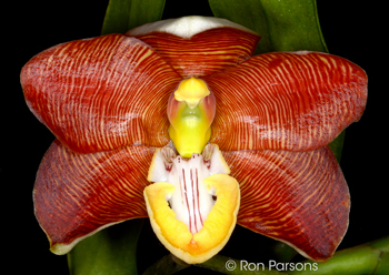 Pollen parent Arachnanthe cathcartii '6170'