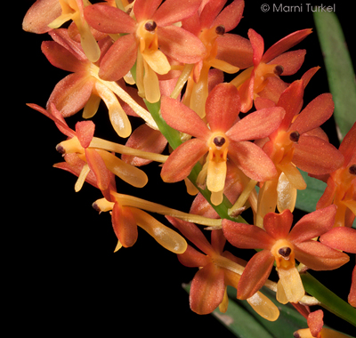 Ascocentrum miniatum