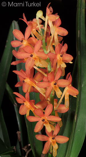 Ascocentrum miniatum