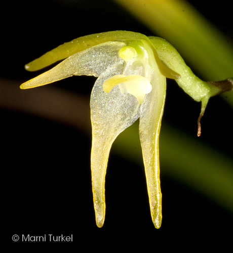 Aeranthes ecalcarata 