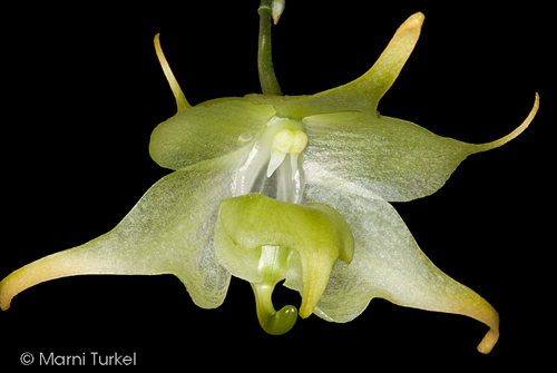 Aeranthes filipes