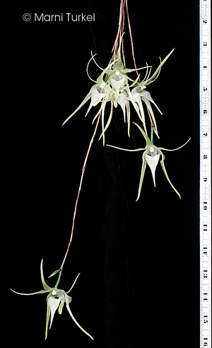 Aeranthes grandiflora