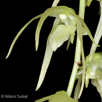 Aeranthes polyanthemus