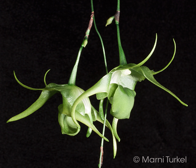 Aeranthes ramosa 'Stony Point'