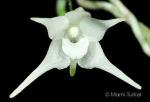 Aeranthes setipes