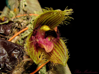 Bulbophyllum dayanum