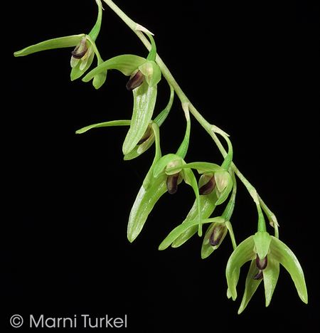 Bulbophyllum elisae 'Judy'