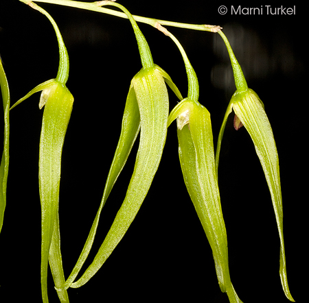 Bulbophyllum elisae 'Jesup'