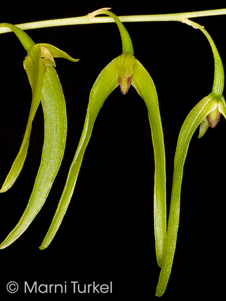Bulbophyllum elisae 'Jesup'