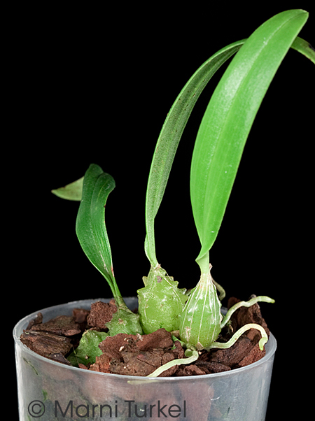 of Bulbophyllum elisae showing the texture of the pseudobulbs.