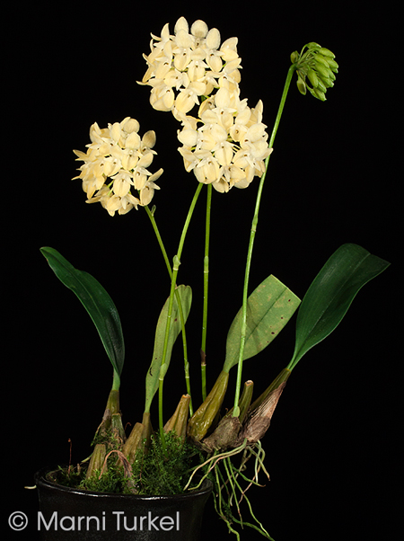 Bulbophyllum pleurothallidanthum