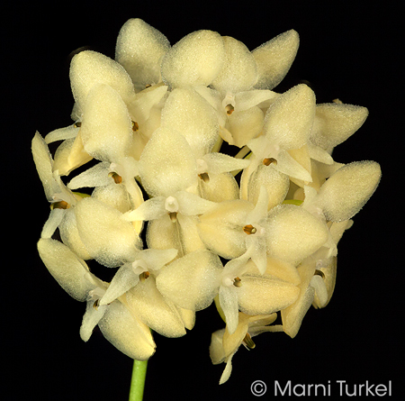 Bulbophyllum pleurothallidanthum