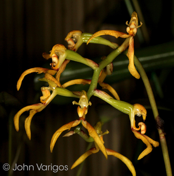 Bulbophyllum scorpio
