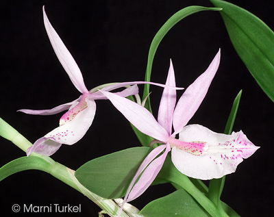 Barkeria spectabilis