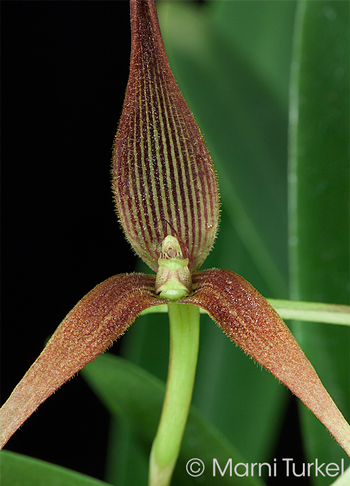 Bulbophyllum unitubumBulbophyllum unitubum