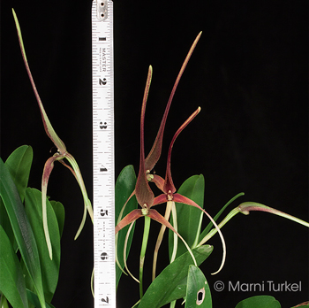 Bulbophyllum unitubum