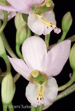 Barkeria whartoniana ('OA'