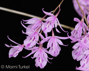 Barkeria palmeri