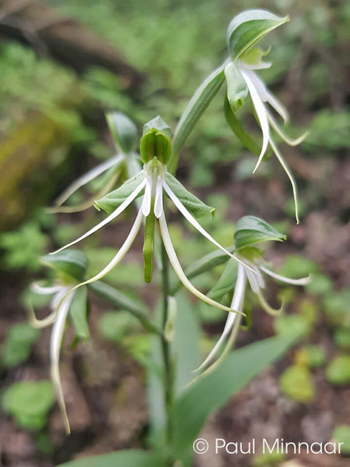 Bonatea saundersioides