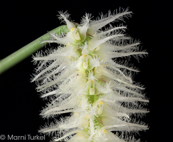 Bulbophyllum comosum