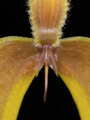 Bulbophyllum blumei '9260'
