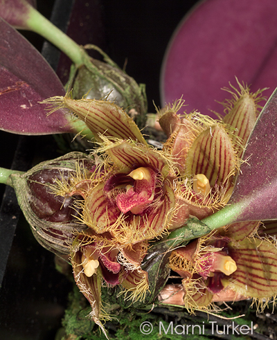 Bulbophyllum dayanum