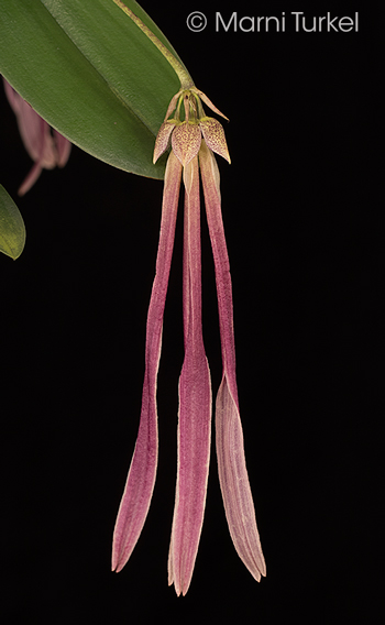 Bulbophyllum plumatum