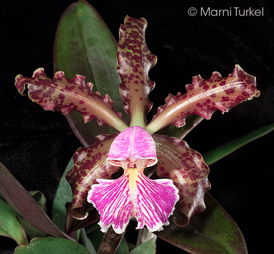 Cattleya schilleriana 4N