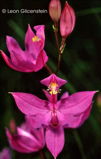 Calopogon tuberosus