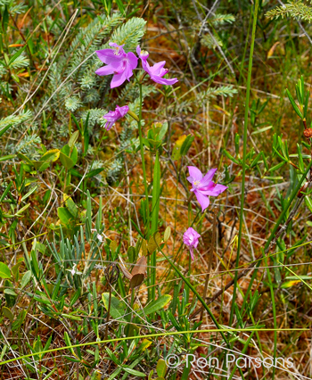 Calopogon tuberosus