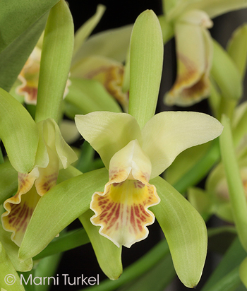 Cattleya mooreana