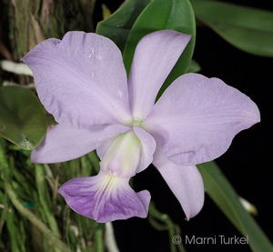 Cattleya walkeriana coerulea