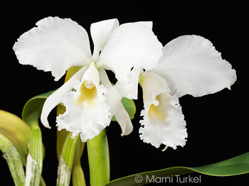 Cattleya labiata alba '5800'