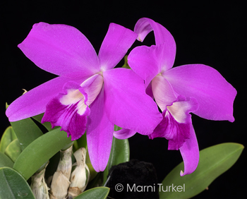 Cattleya.sincorana.reginaldo