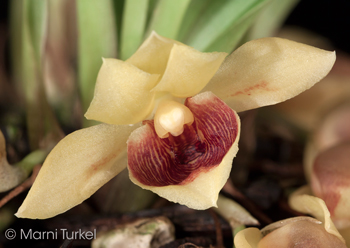 Chaubardiella subquadrata 'Stony Point'