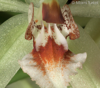 Coelogyne salvaneraniana