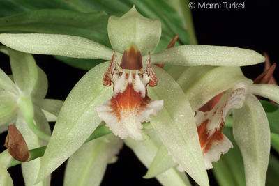 Coelogyne salvaneraniana