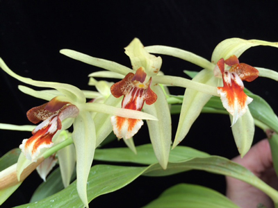 Coelogyne salvaneraniana